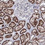 FAM115C Antibody in Immunohistochemistry (Paraffin) (IHC (P))