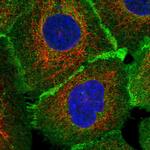 FAM115C Polyclonal Antibody