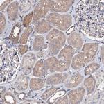 FAM115C Antibody in Immunohistochemistry (Paraffin) (IHC (P))