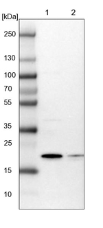 ARL8A Antibody in Western Blot (WB)