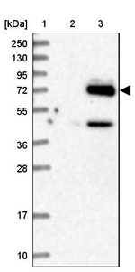 EYA4 Antibody in Western Blot (WB)