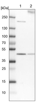 EYA4 Antibody in Western Blot (WB)