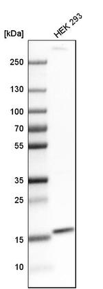 FUNDC1 Antibody in Western Blot (WB)