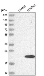 FUNDC1 Antibody in Western Blot (WB)