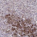 LRRC38 Antibody in Immunohistochemistry (Paraffin) (IHC (P))