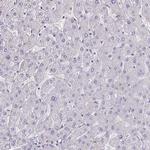 LRRC38 Antibody in Immunohistochemistry (Paraffin) (IHC (P))