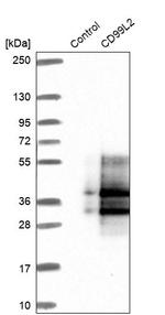 CD99L2 Antibody in Western Blot (WB)