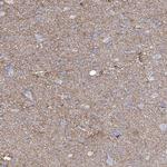 PRSS35 Antibody in Immunohistochemistry (Paraffin) (IHC (P))