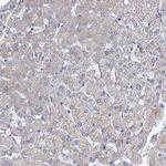 PRSS35 Antibody in Immunohistochemistry (Paraffin) (IHC (P))
