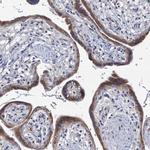 PRSS35 Antibody in Immunohistochemistry (Paraffin) (IHC (P))