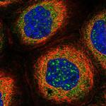 RUFY1 Polyclonal Antibody