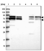 RUFY1 Antibody in Western Blot (WB)