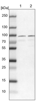 RUFY1 Antibody in Western Blot (WB)