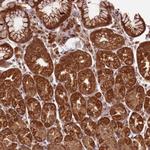 BCAS4 Antibody in Immunohistochemistry (Paraffin) (IHC (P))