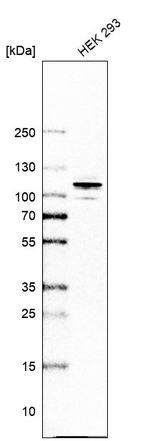 RICH2 Antibody in Western Blot (WB)