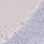 NAGLU Antibody in Immunohistochemistry (Paraffin) (IHC (P))