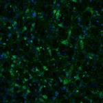 NAGLU Antibody in Immunohistochemistry (Paraffin) (IHC (P))