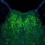 NAGLU Antibody in Immunohistochemistry (Paraffin) (IHC (P))