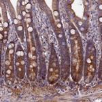PDZRN3 Antibody in Immunohistochemistry (Paraffin) (IHC (P))