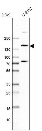 PDZRN3 Antibody in Western Blot (WB)