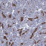 C1orf86 Antibody in Immunohistochemistry (Paraffin) (IHC (P))