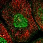 RASSF4 Polyclonal Antibody