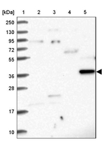 RASSF4 Antibody in Western Blot (WB)