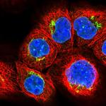 ZC3H12C Antibody in Immunocytochemistry (ICC/IF)