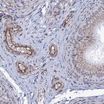 ZC3H12C Antibody in Immunohistochemistry (Paraffin) (IHC (P))