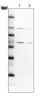 RBM19 Antibody in Western Blot (WB)