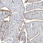 TTC40 Polyclonal Antibody