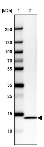 NDUFC2 Antibody in Western Blot (WB)