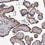 GTSF1 Antibody in Immunohistochemistry (Paraffin) (IHC (P))