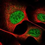 GTSF1 Polyclonal Antibody