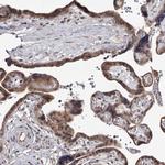 GTSF1 Antibody in Immunohistochemistry (Paraffin) (IHC (P))