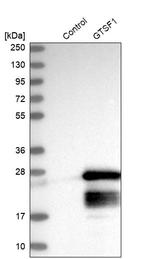 GTSF1 Antibody in Western Blot (WB)