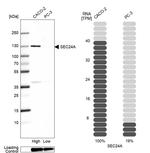 SEC24A Antibody in Western Blot (WB)