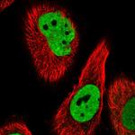 PSPC1 Antibody in Immunocytochemistry (ICC/IF)