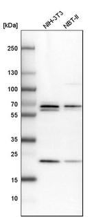 PSPC1 Antibody in Western Blot (WB)