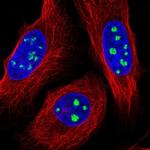 FAM48A Polyclonal Antibody