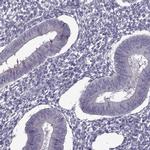 ODF3 Antibody in Immunohistochemistry (IHC)
