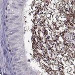 ODF3 Antibody in Immunohistochemistry (IHC)