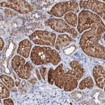 SLC37A4 Antibody in Immunohistochemistry (Paraffin) (IHC (P))