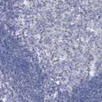 SLC37A4 Antibody in Immunohistochemistry (IHC)