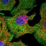 MCF2L2 Polyclonal Antibody