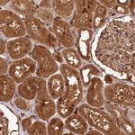 MCF2L2 Antibody in Immunohistochemistry (Paraffin) (IHC (P))
