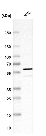WBP4 Antibody in Western Blot (WB)