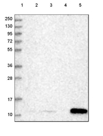 SERP1 Antibody in Western Blot (WB)