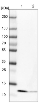 SERP1 Antibody in Western Blot (WB)