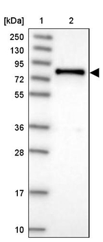 DEF6 Antibody in Western Blot (WB)